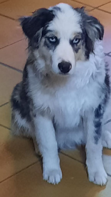 a v   bleu merle yeux bleus / compagnie