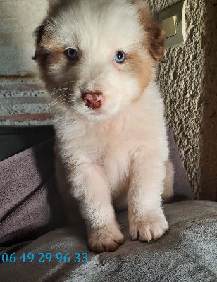 CHIOT 3 rouge merle tricolore Qc