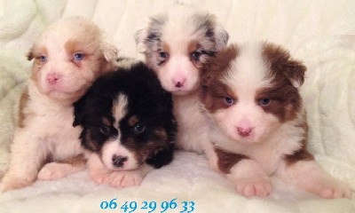 CHIOT 5 noire tricolore Qc yeux bleus