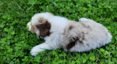 CHIOT 3 rouge merle tricolore Qc