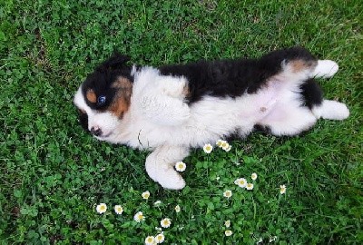 CHIOT 2 noir tricolore Q c