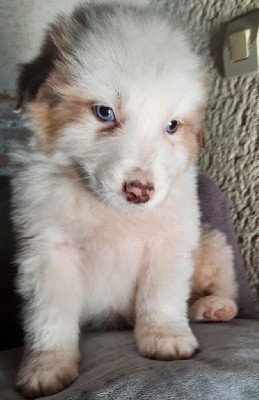 CHIOT 3 rouge merle tricolore Qc
