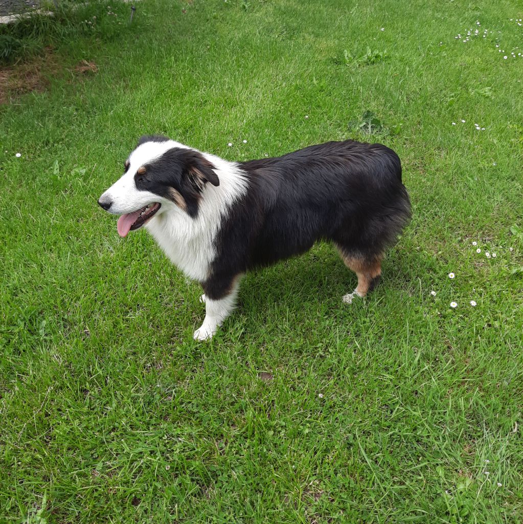 chiot Berger Australien de gens de garonne