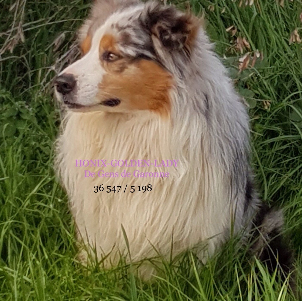 Honix-golden-lady de gens de garonne