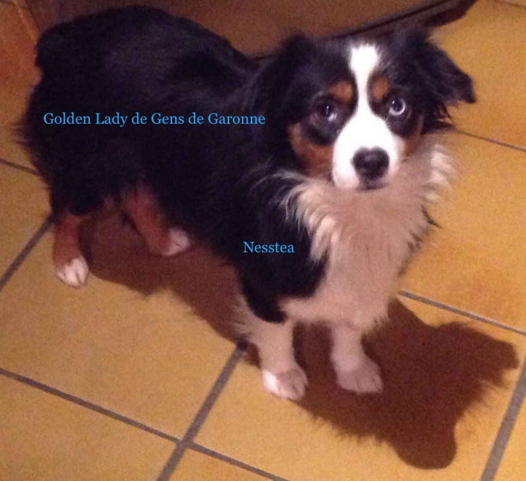 Nesstea (golden lady) de gens de garonne