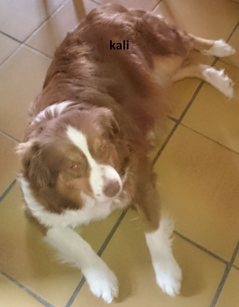 L'kali Du Domaine Du Clos Australien