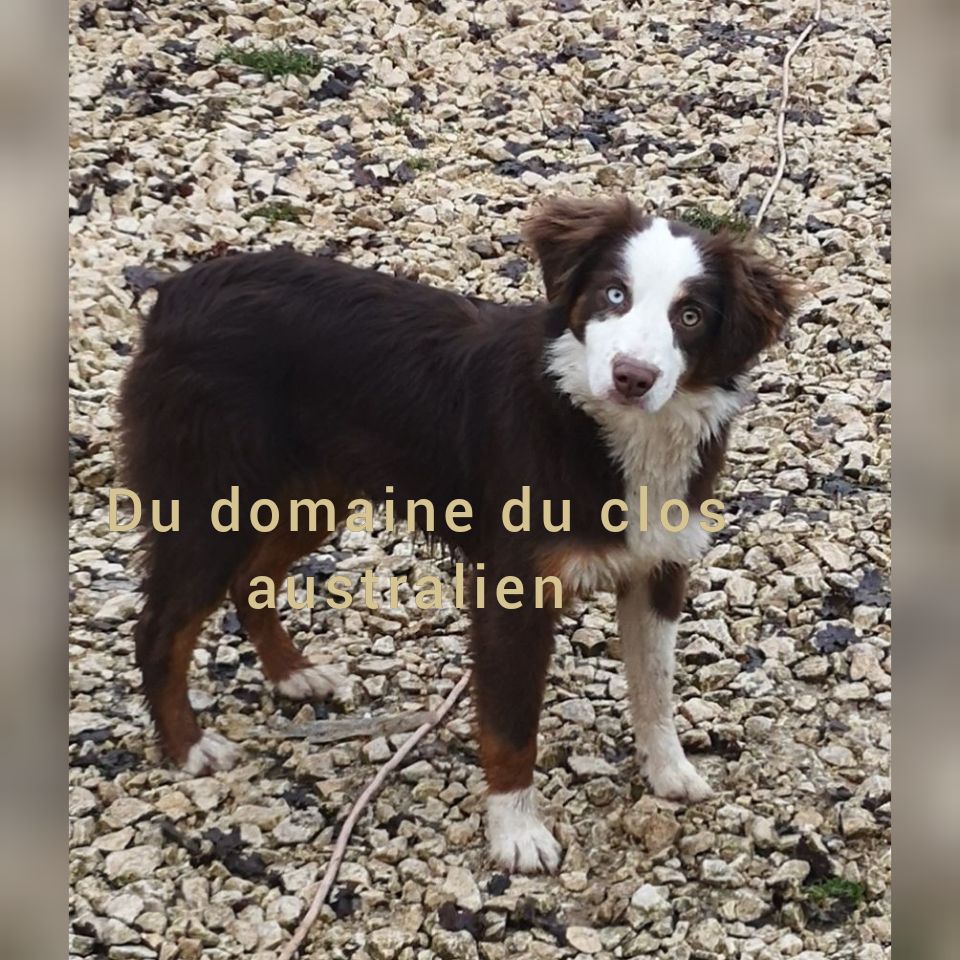 Orlaï golden lady de gens de garonne