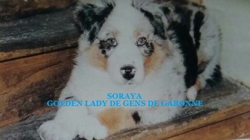 (sans affixe) usa soraya