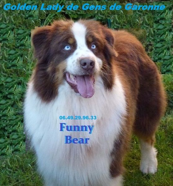 Funny bear de Solemel