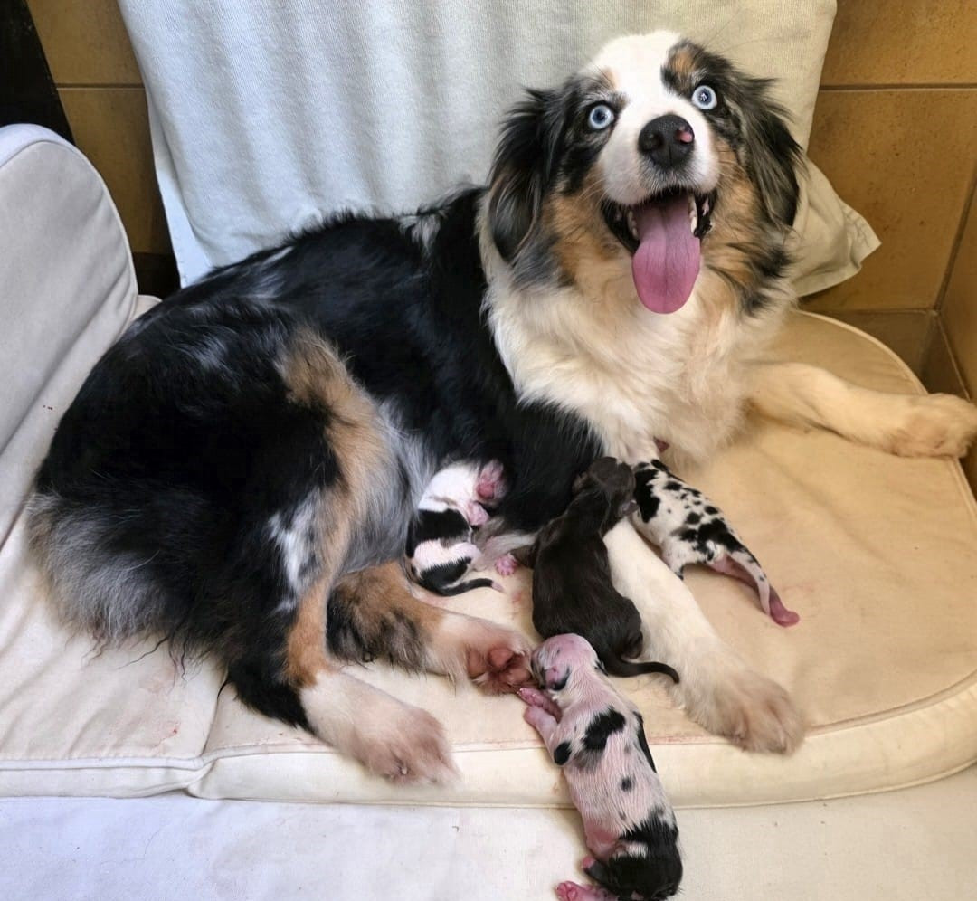 Naissance de mini début 2026