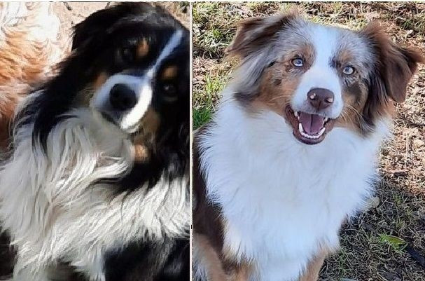 chiots disponibles de suite lof en attente à stériliser