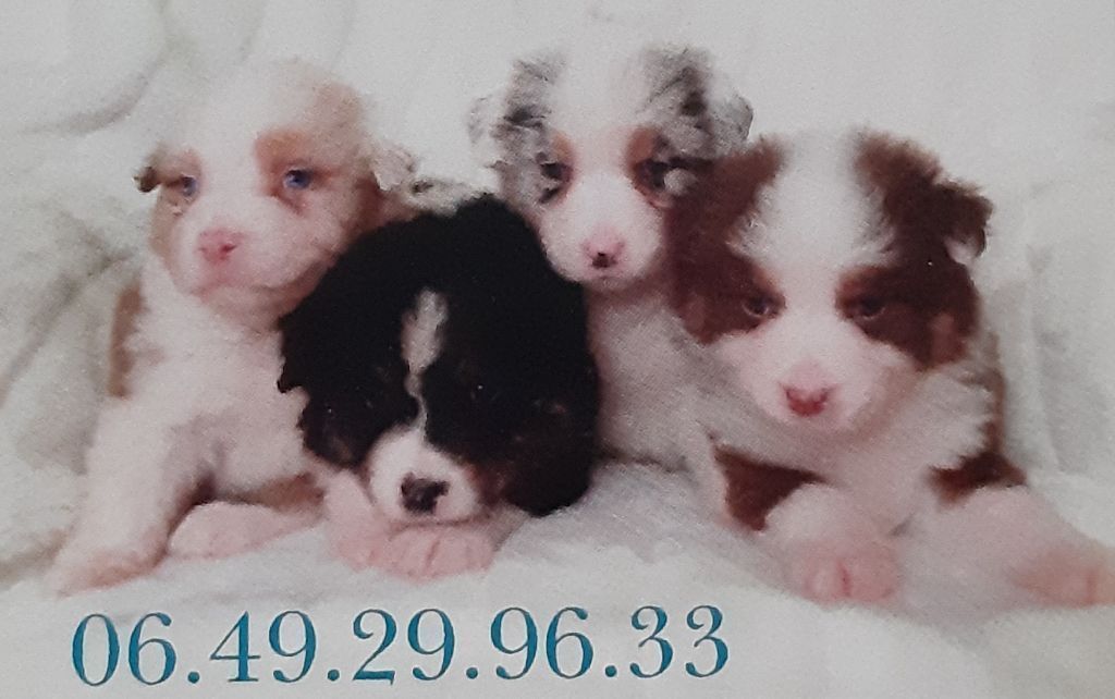 de gens de garonne - Chiots disponibles - Berger Américain Miniature 