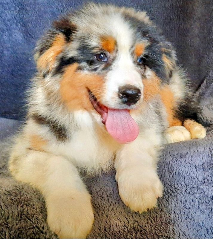 de gens de garonne - Chiots disponibles - Berger Australien