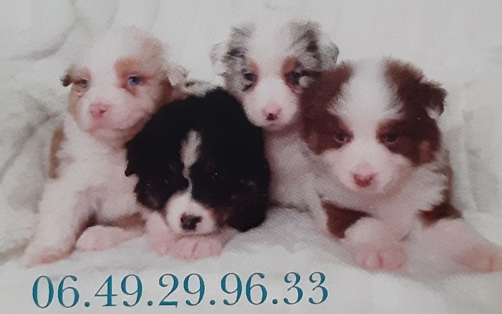de gens de garonne - Chiots disponibles - Berger Américain Miniature 