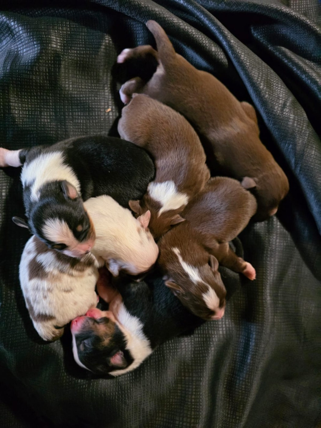 de gens de garonne - Berger Américain Miniature  - Portée née le 19/04/2026