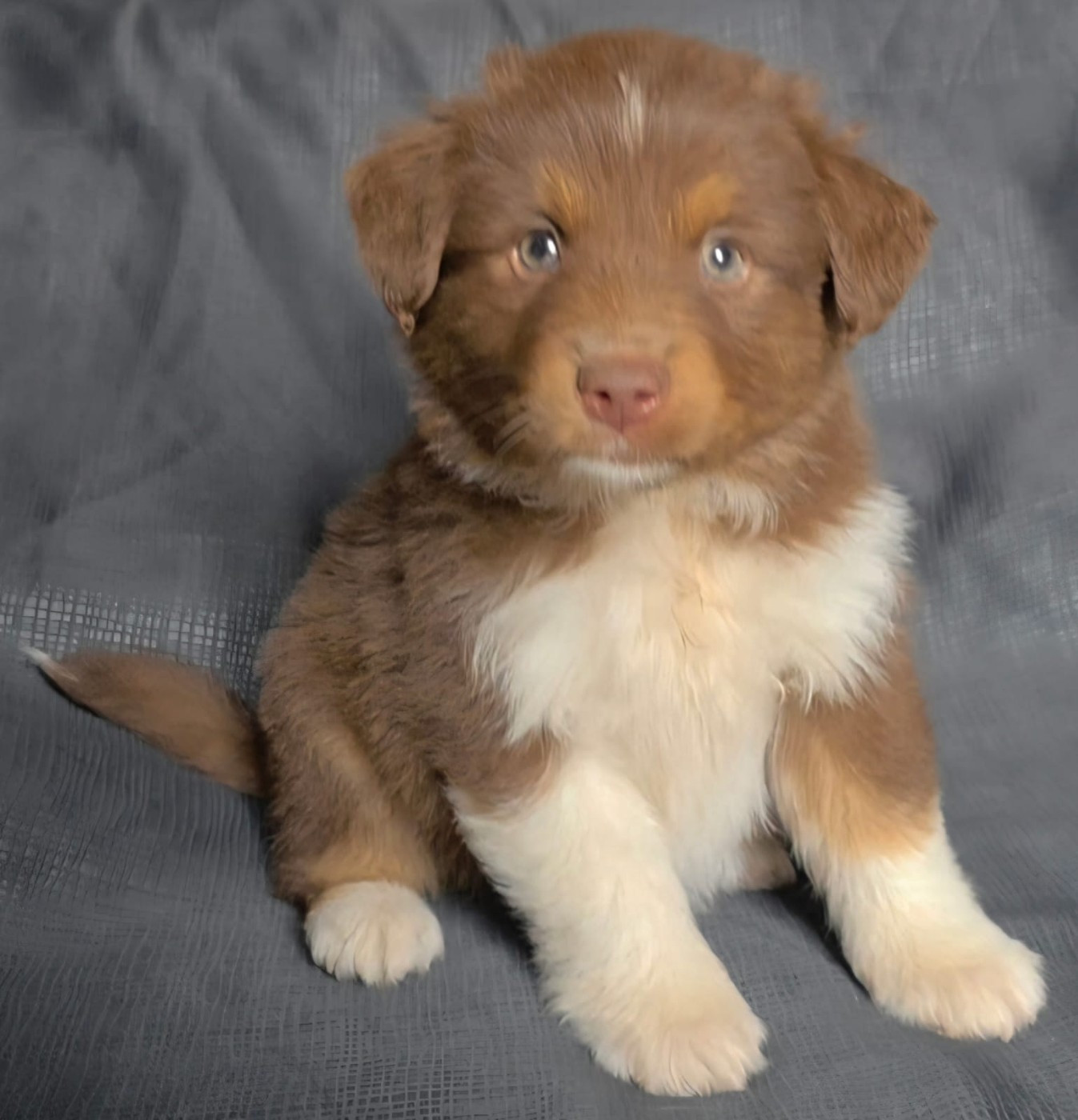 de gens de garonne - Chiots disponibles - Berger Américain Miniature 