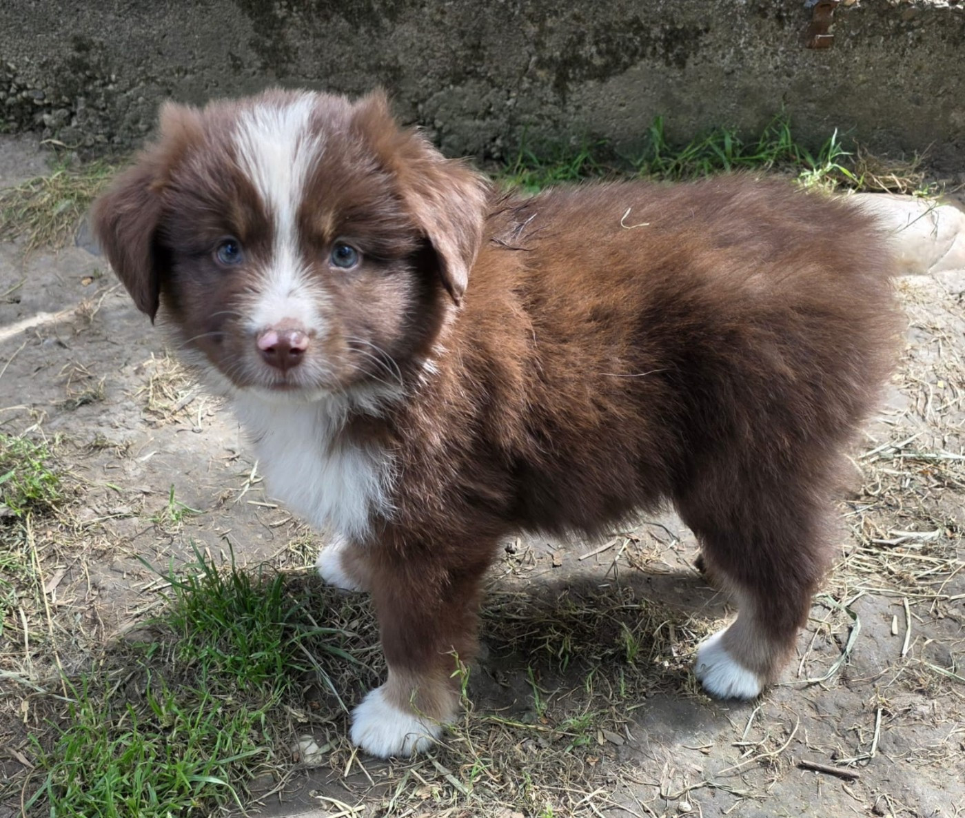 de gens de garonne - Chiots disponibles - Berger Américain Miniature 
