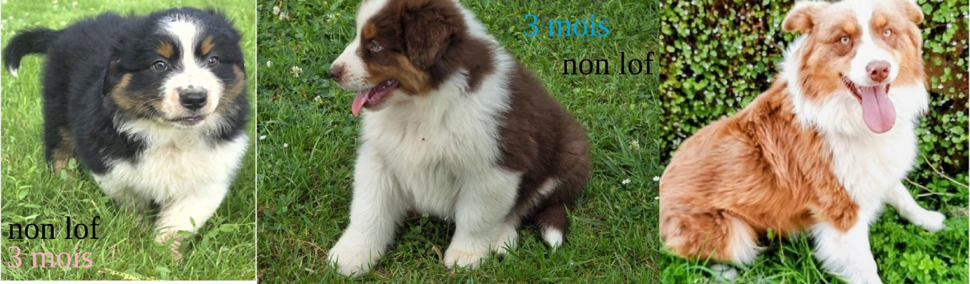 de gens de garonne - Chiots disponibles - Berger Australien