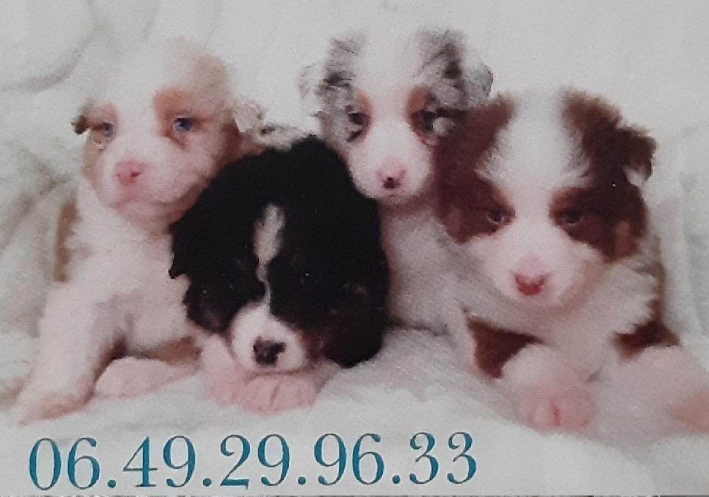 de gens de garonne - Chiots disponibles - Berger Américain Miniature 
