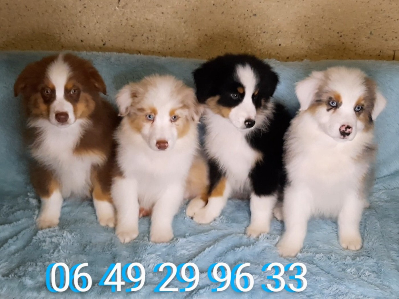 de gens de garonne - Chiots disponibles - Berger Australien