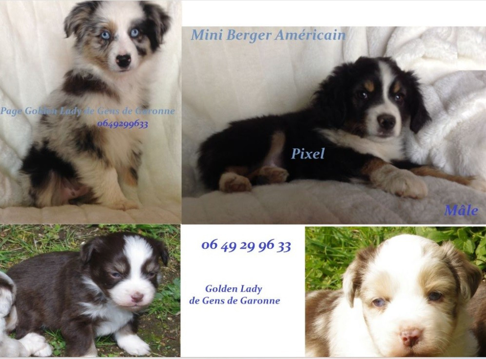 de gens de garonne - Chiots disponibles - Berger Américain Miniature 