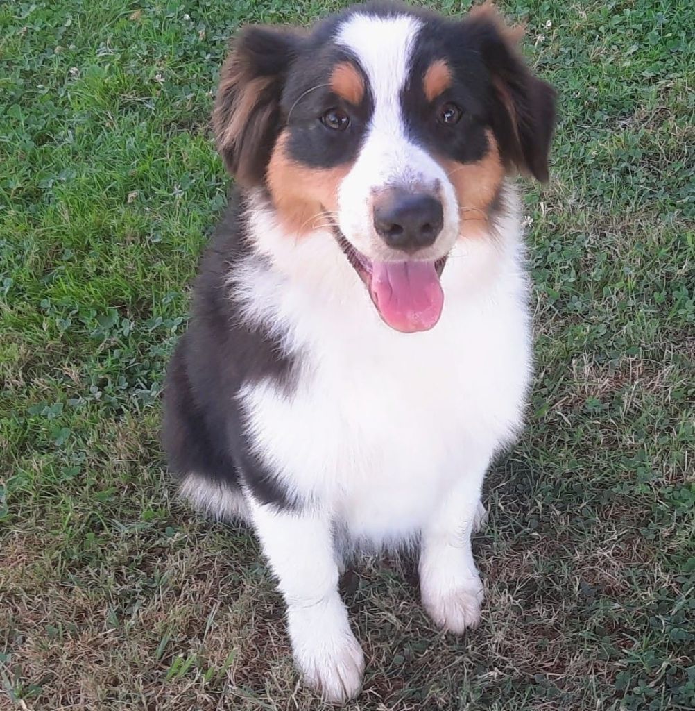 de gens de garonne - Chiots disponibles - Berger Australien