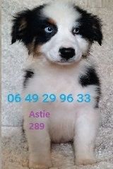de gens de garonne - Chiots disponibles - Berger Australien