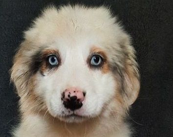 de gens de garonne - Chiots disponibles - Berger Australien