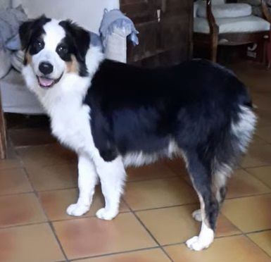 de gens de garonne - Chiots disponibles - Berger Australien