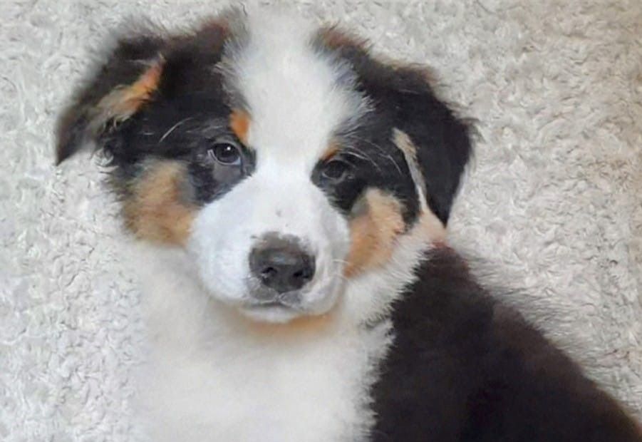 de gens de garonne - Chiots disponibles - Berger Australien