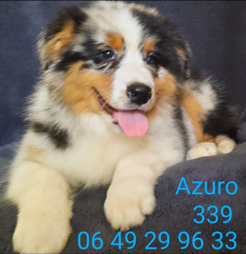 de gens de garonne - Chiots disponibles - Berger Australien