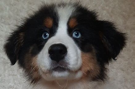 de gens de garonne - Chiots disponibles - Berger Australien