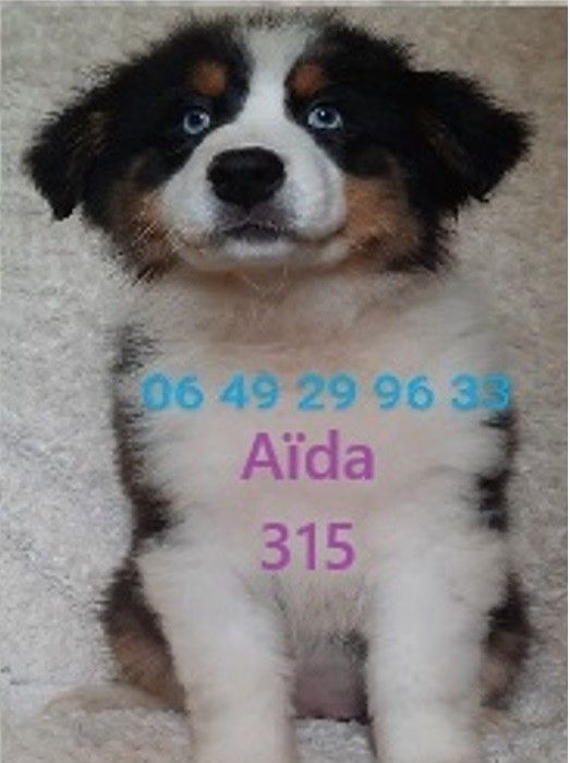 de gens de garonne - Chiots disponibles - Berger Australien