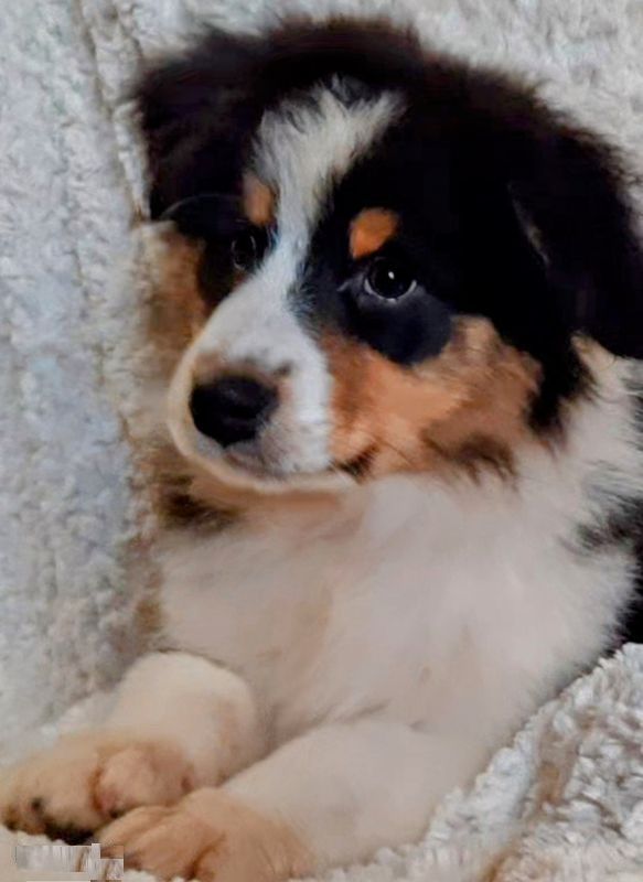 de gens de garonne - Chiots disponibles - Berger Australien