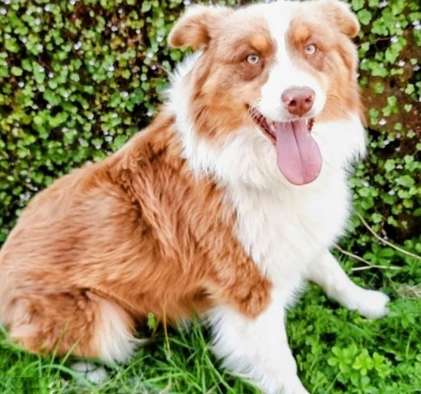 de gens de garonne - Chiots disponibles - Berger Australien
