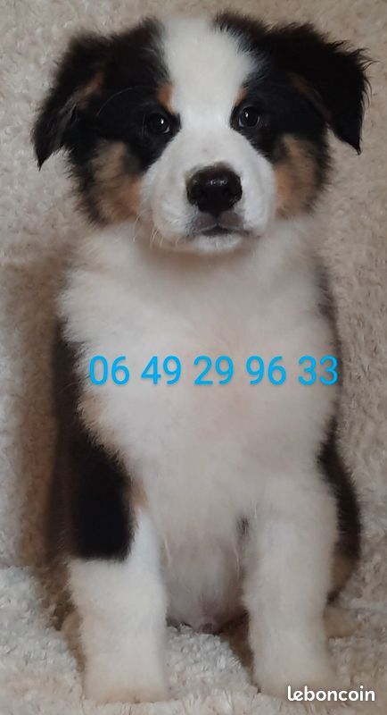 de gens de garonne - Chiots disponibles - Berger Australien