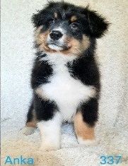 de gens de garonne - Chiots disponibles - Berger Australien