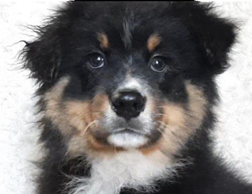 de gens de garonne - Chiots disponibles - Berger Australien