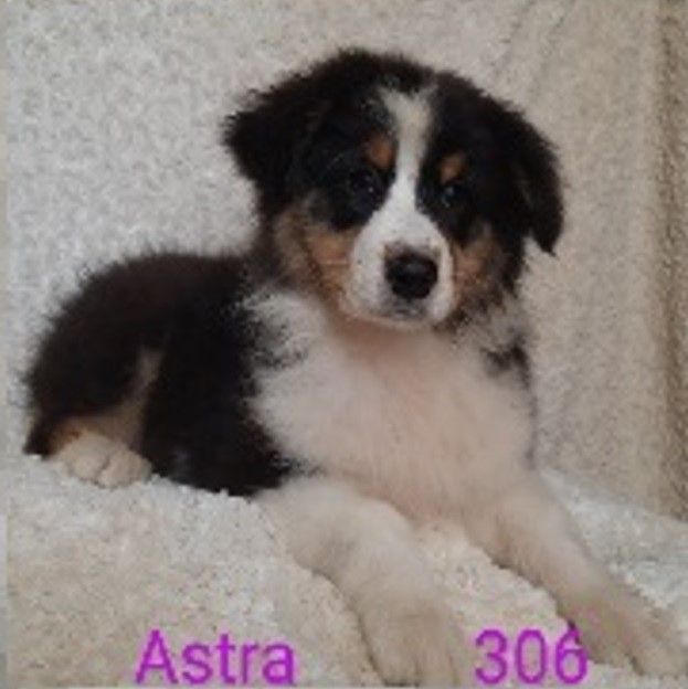de gens de garonne - Chiots disponibles - Berger Australien