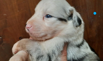 bleu merle tricolore les yeux bleus