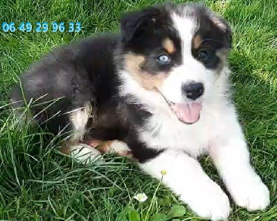 ARLO