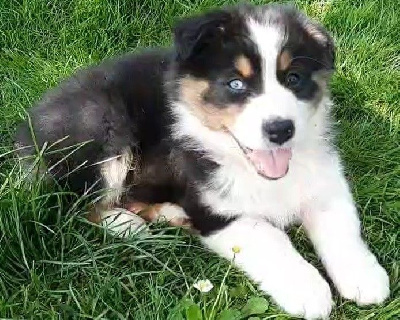 ARLO