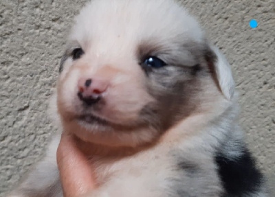 bleu merle tricolore les yeux bleus