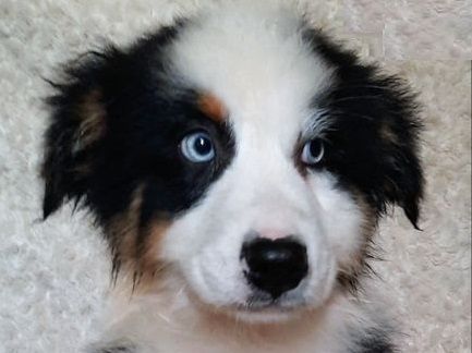 de gens de garonne - Chiots disponibles - Berger Australien