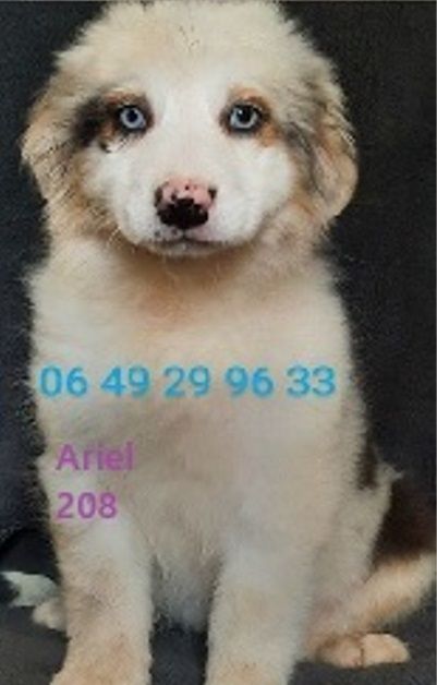 de gens de garonne - Chiots disponibles - Berger Australien