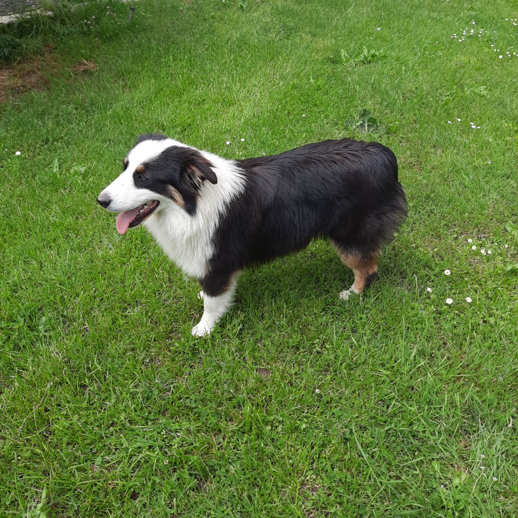 Chiot Berger Australien de gens de garonne