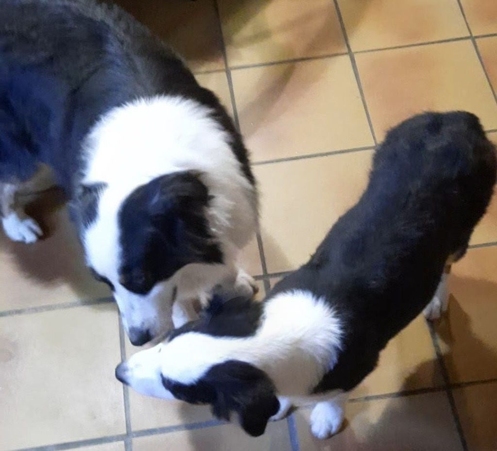 de gens de garonne - Chiots disponibles - Berger Australien